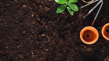 Proses Pembentukan Humus
